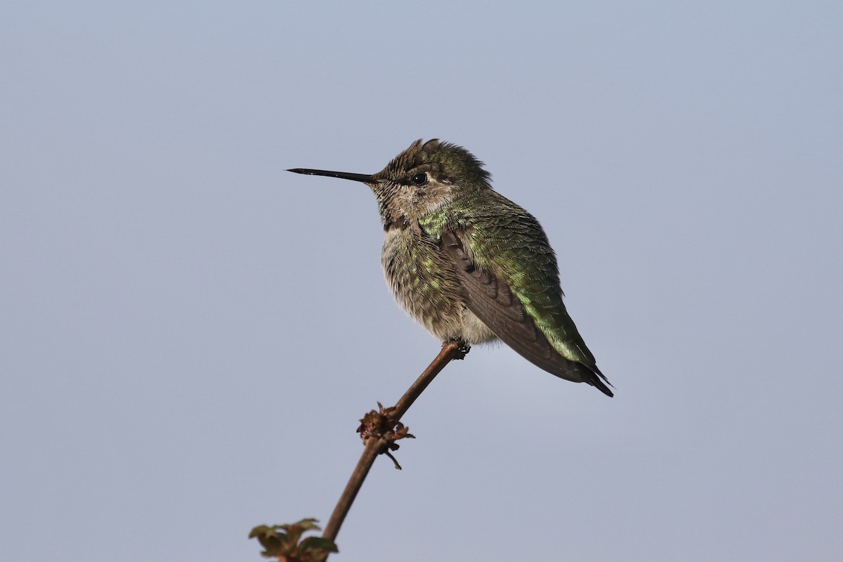 Anna's Hummingbird - Russ Morgan