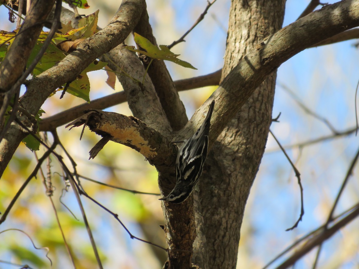 Black-and-white Warbler - ML279499551
