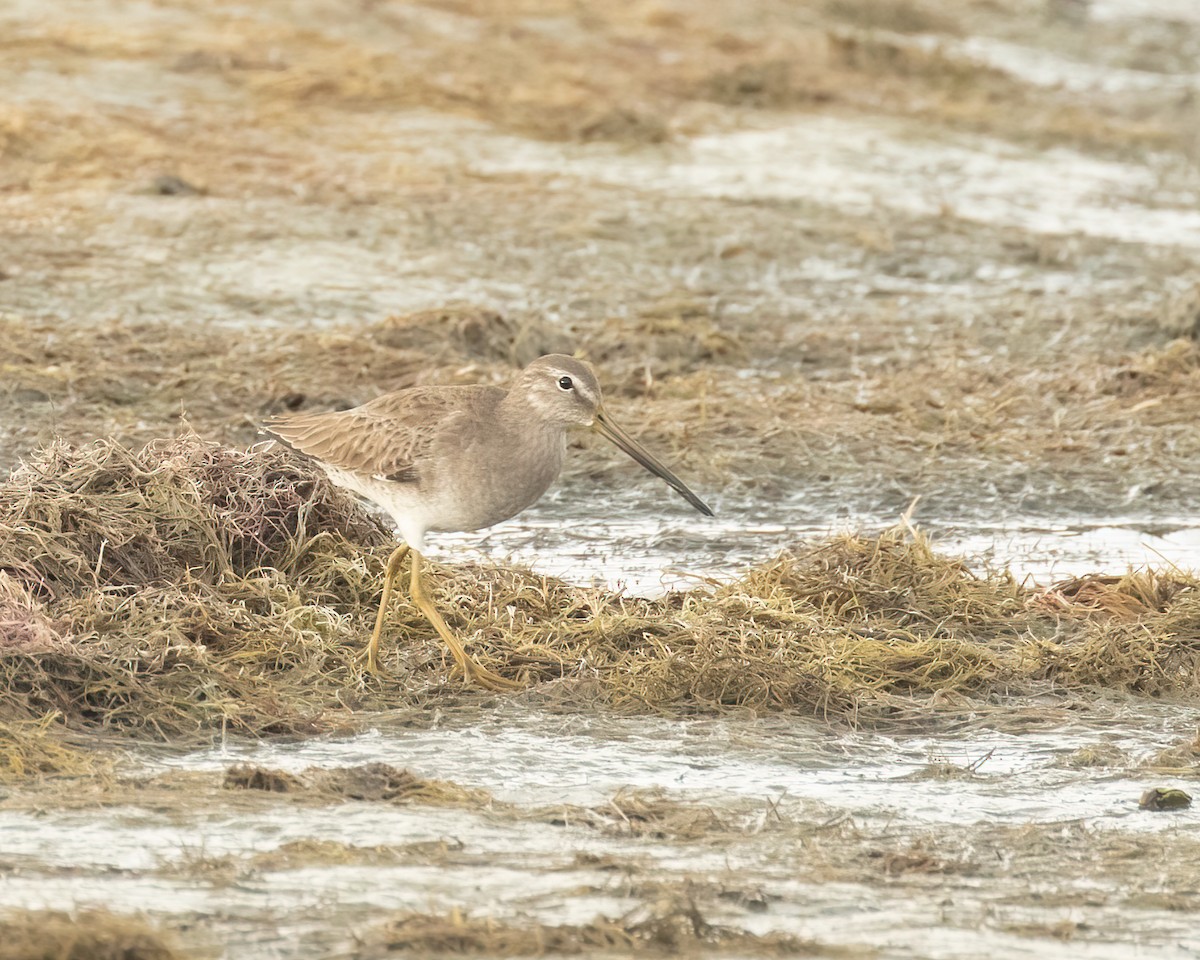 Long-billed Dowitcher - ML279500551