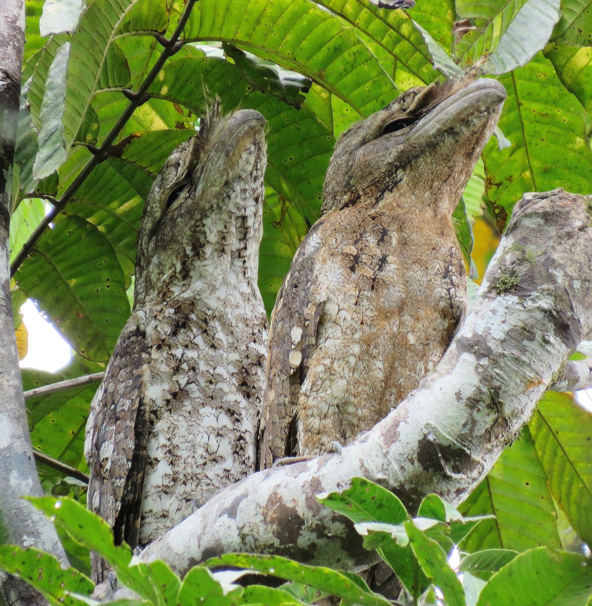 Papuan Frogmouth - ML279500871