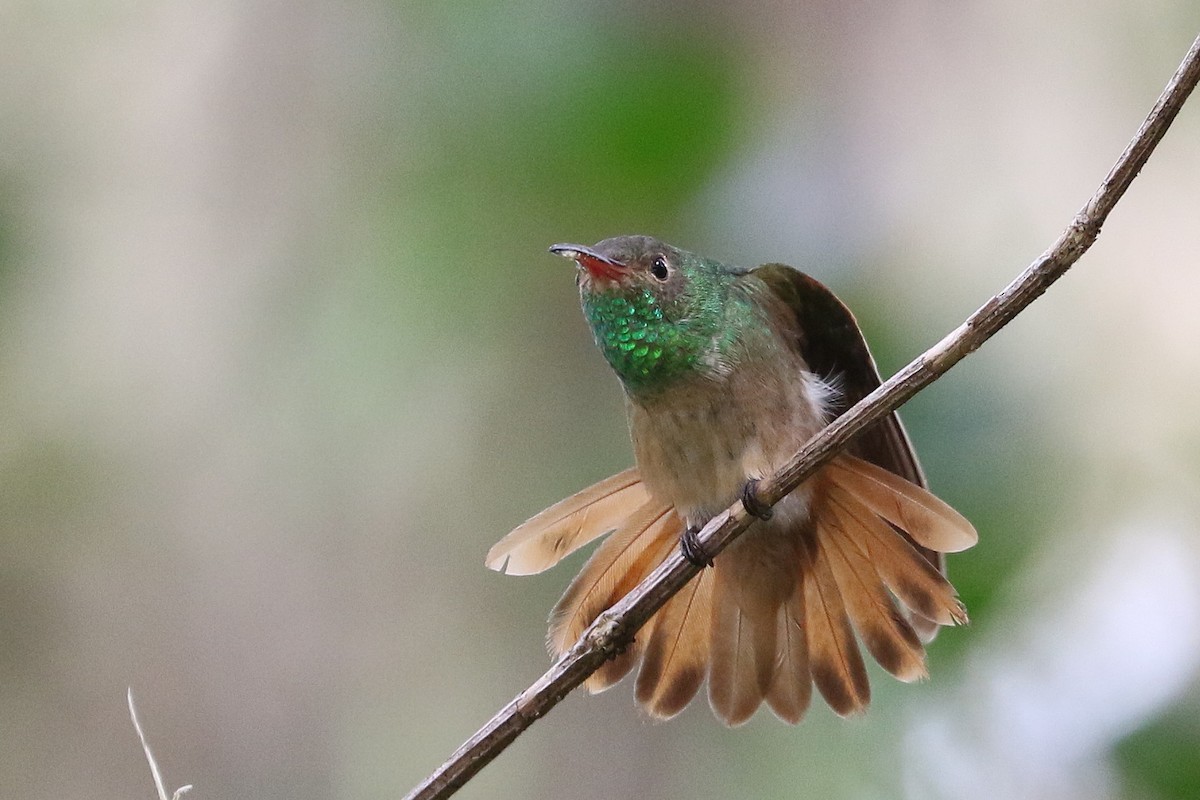 Buff-bellied Hummingbird - ML279501381
