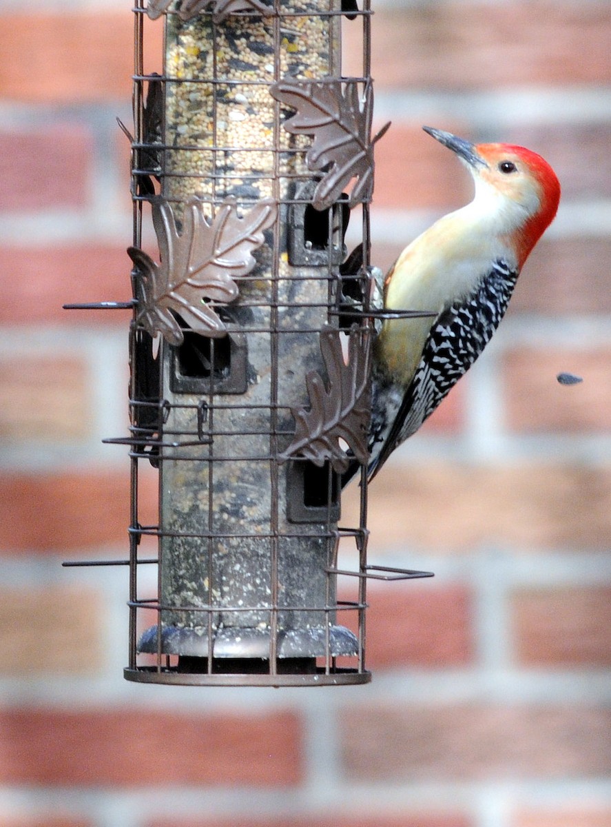 Red-bellied Woodpecker - ML279502181