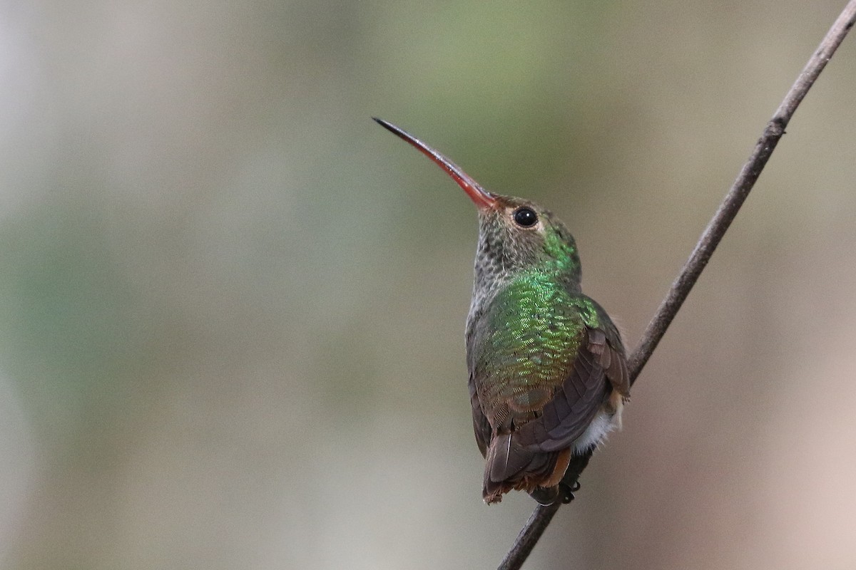 Buff-bellied Hummingbird - ML279502791