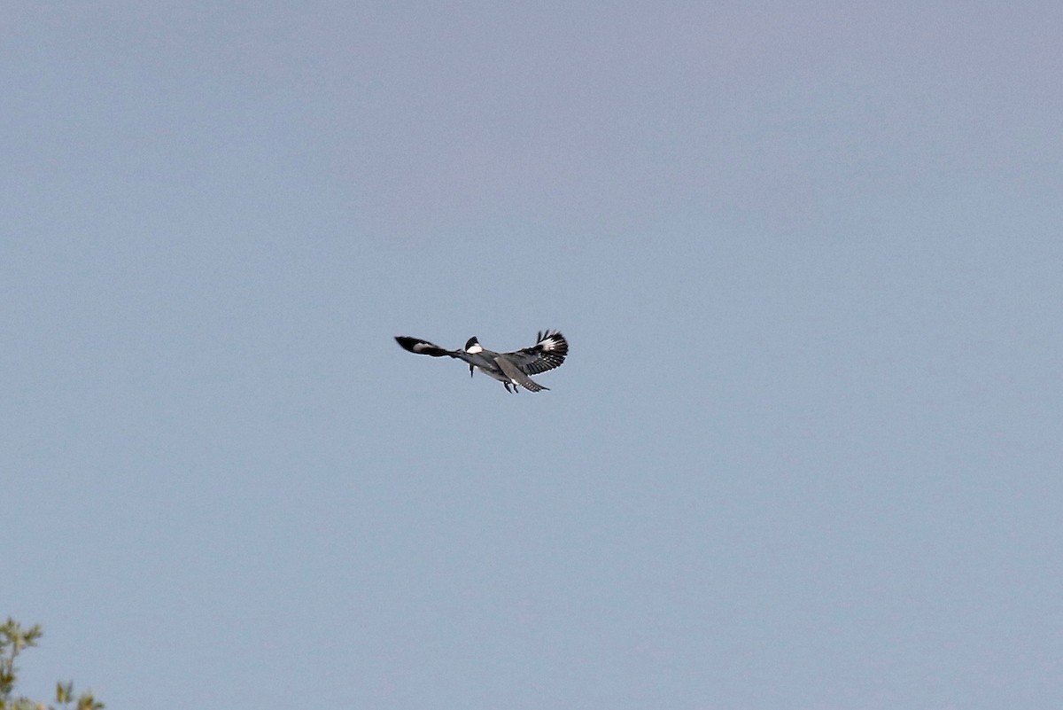 Belted Kingfisher - ML279507161