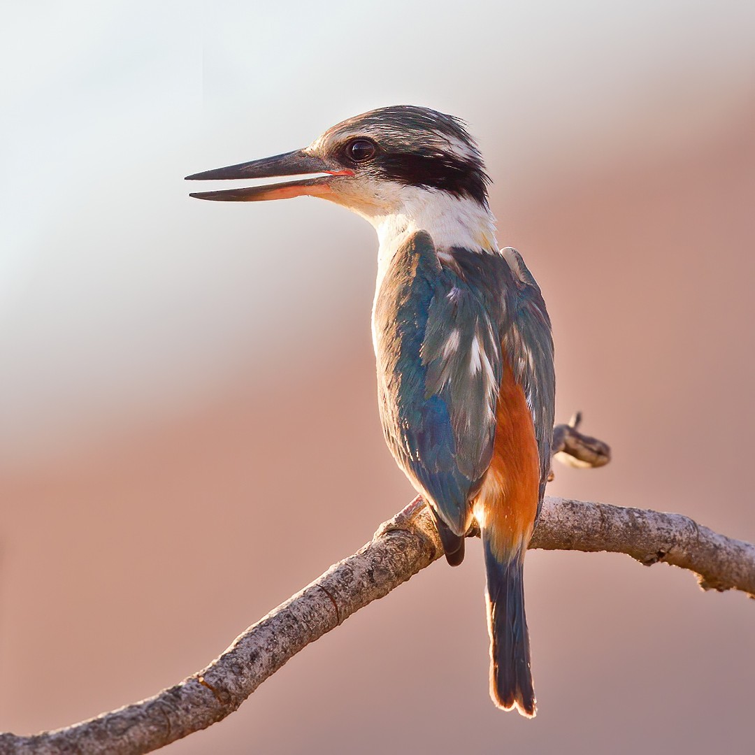 Red-backed Kingfisher - ML279512091