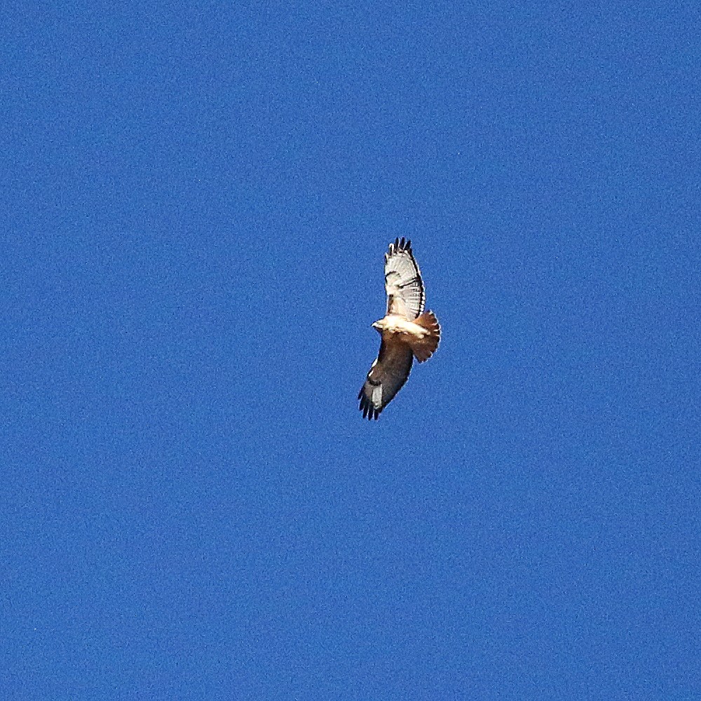 Red-tailed Hawk - ML279513211