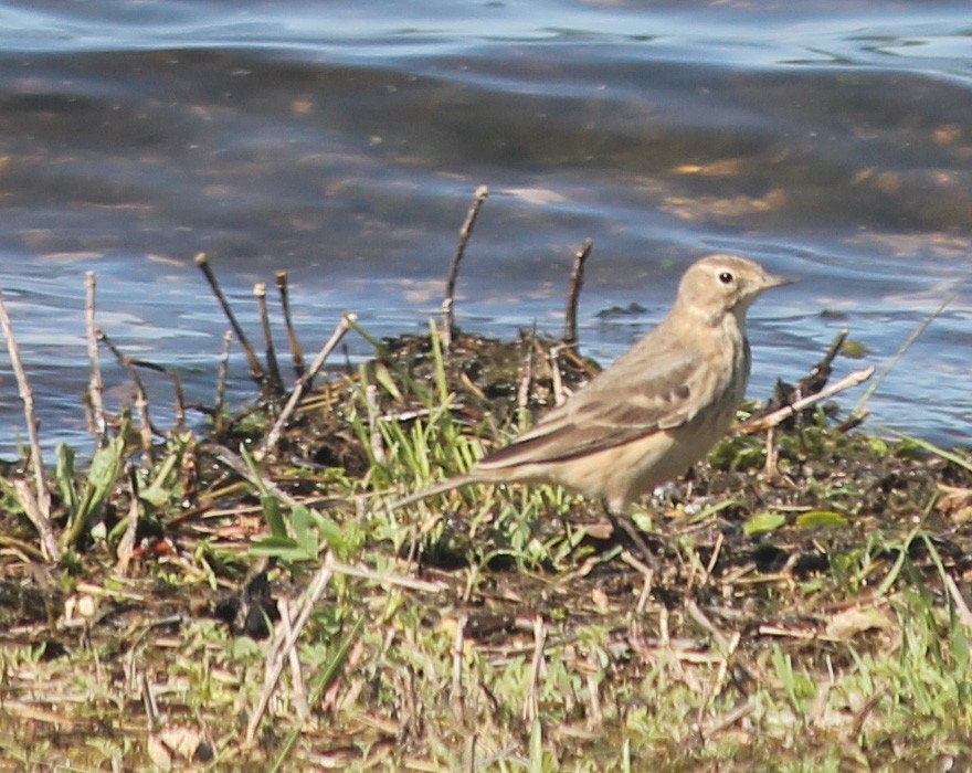 American Pipit - Keith P.