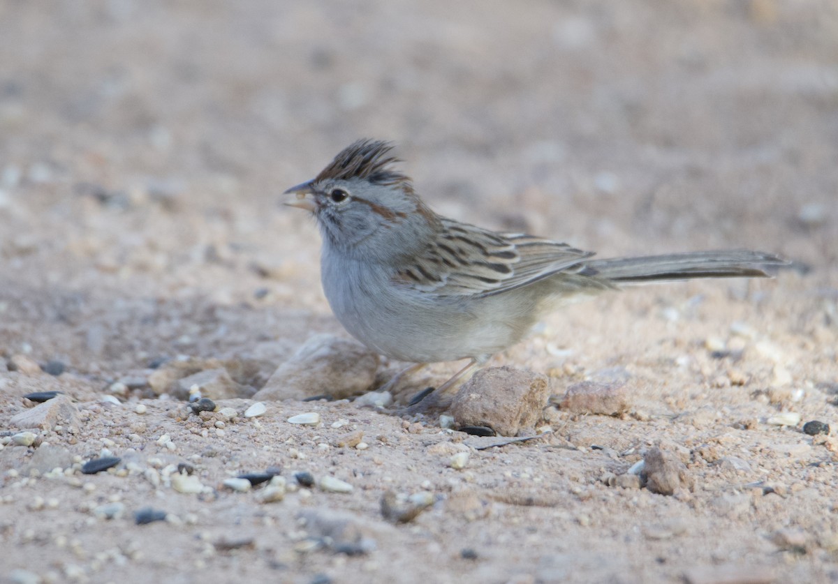 Rufous-winged Sparrow - Kanayo Rolle