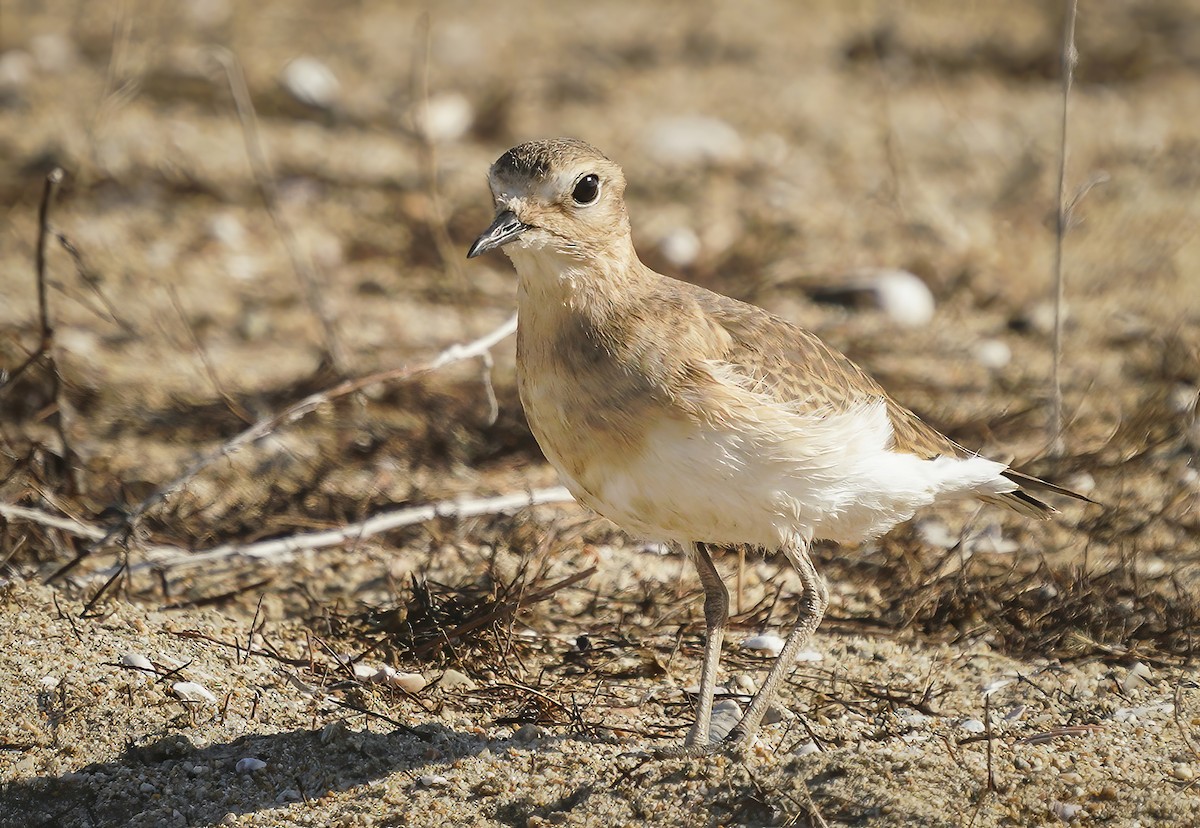 Mountain Plover - Anonymous