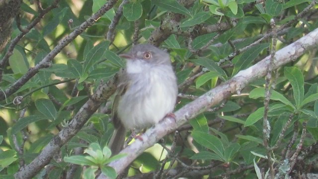 Pearly-vented Tody-Tyrant - ML279524751