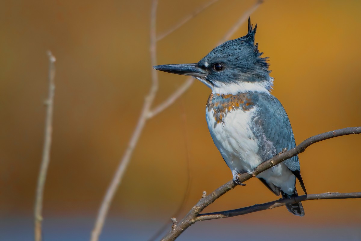 Belted Kingfisher - ML279528061