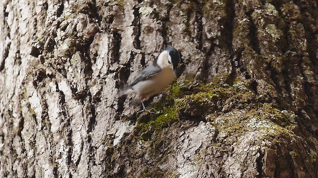 White-breasted Nuthatch - ML279535741