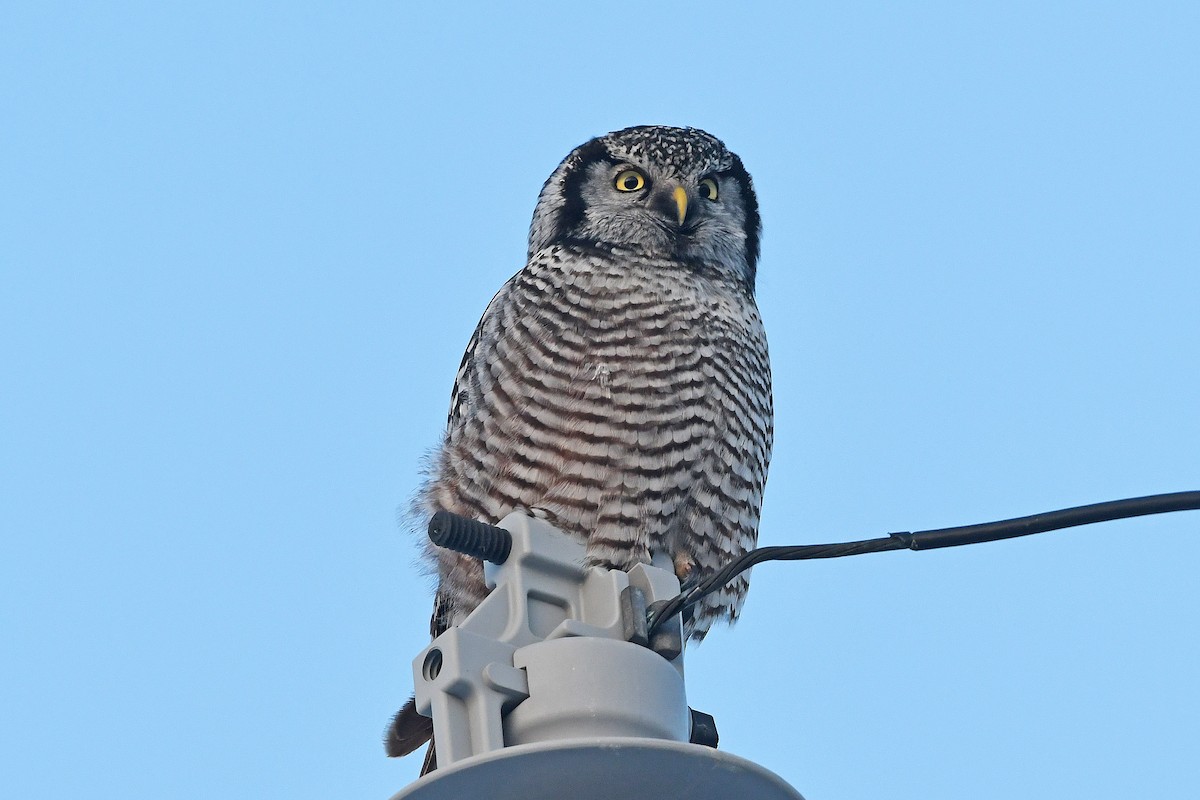 Northern Hawk Owl - ML279538731