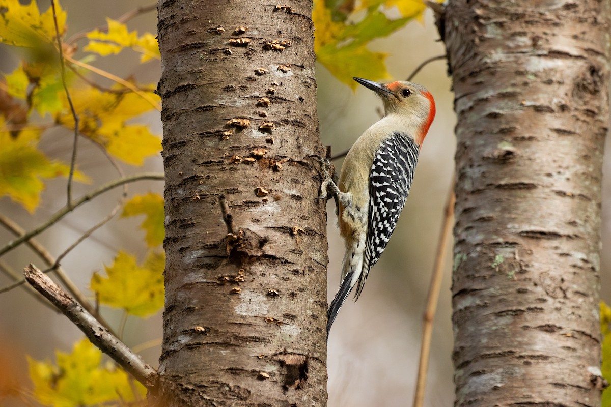 Red-bellied Woodpecker - ML279542841