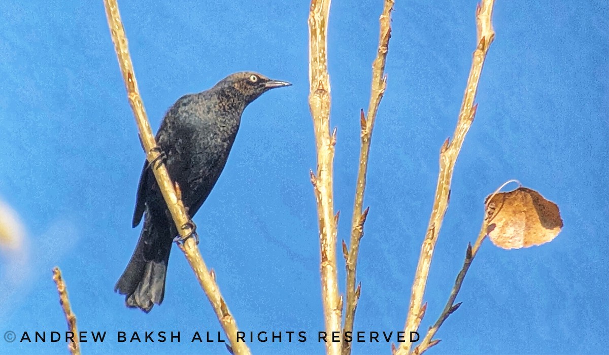 Rusty Blackbird - Andrew Baksh