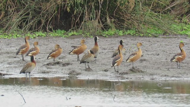 Fulvous Whistling-Duck - ML279547421