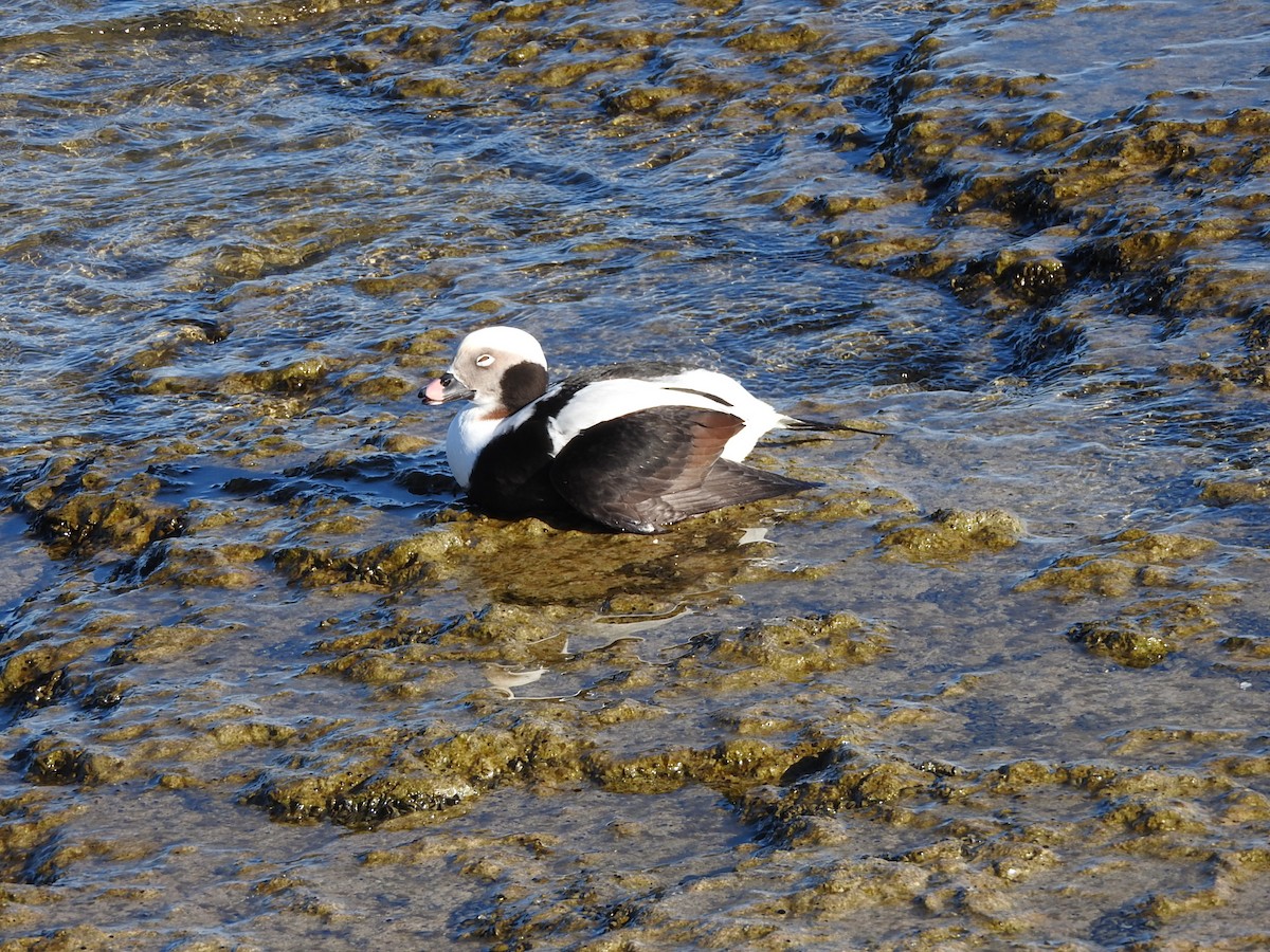 Long-tailed Duck - ML279555061