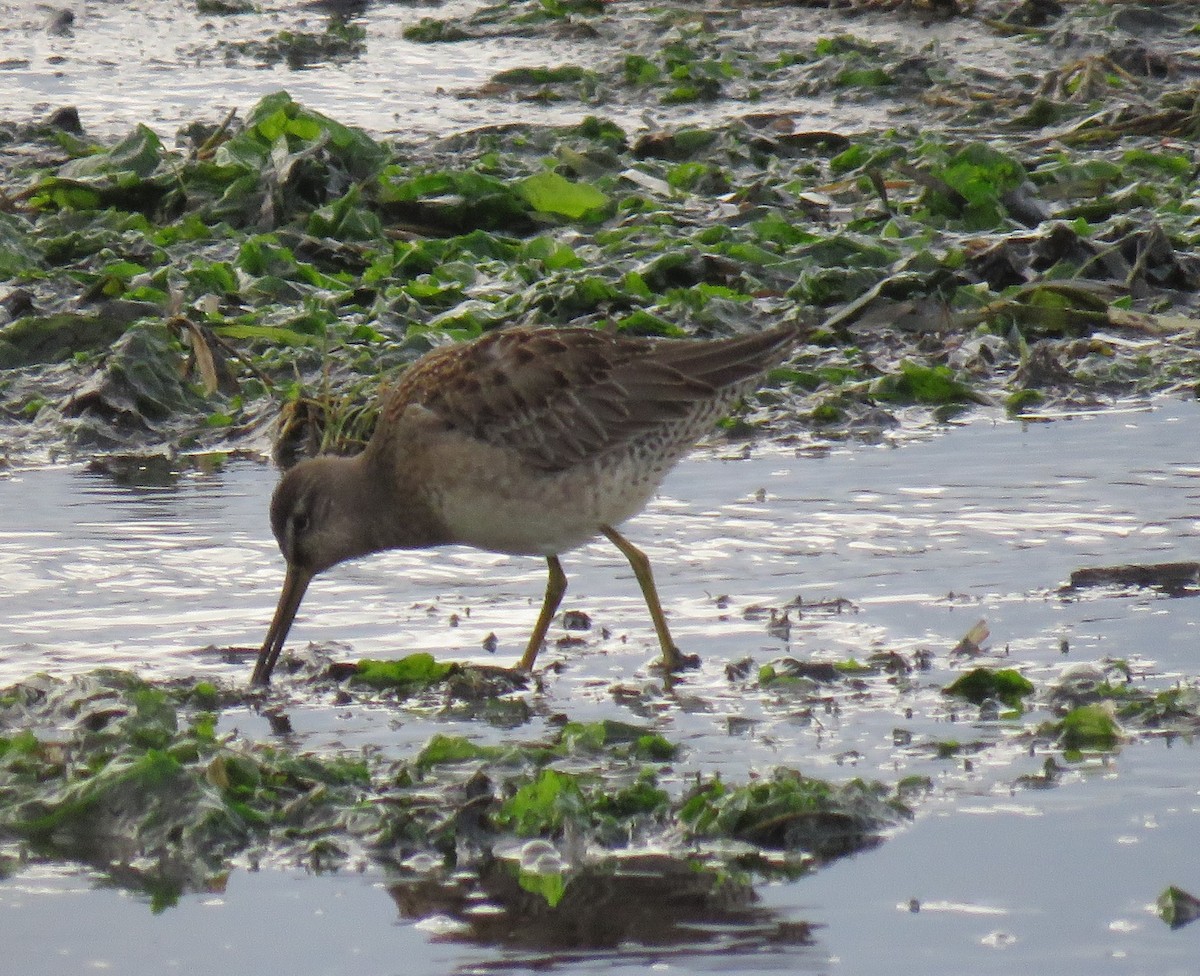 Long-billed Dowitcher - ML279555851