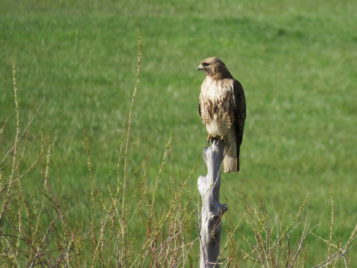Red-tailed Hawk - ML27956121
