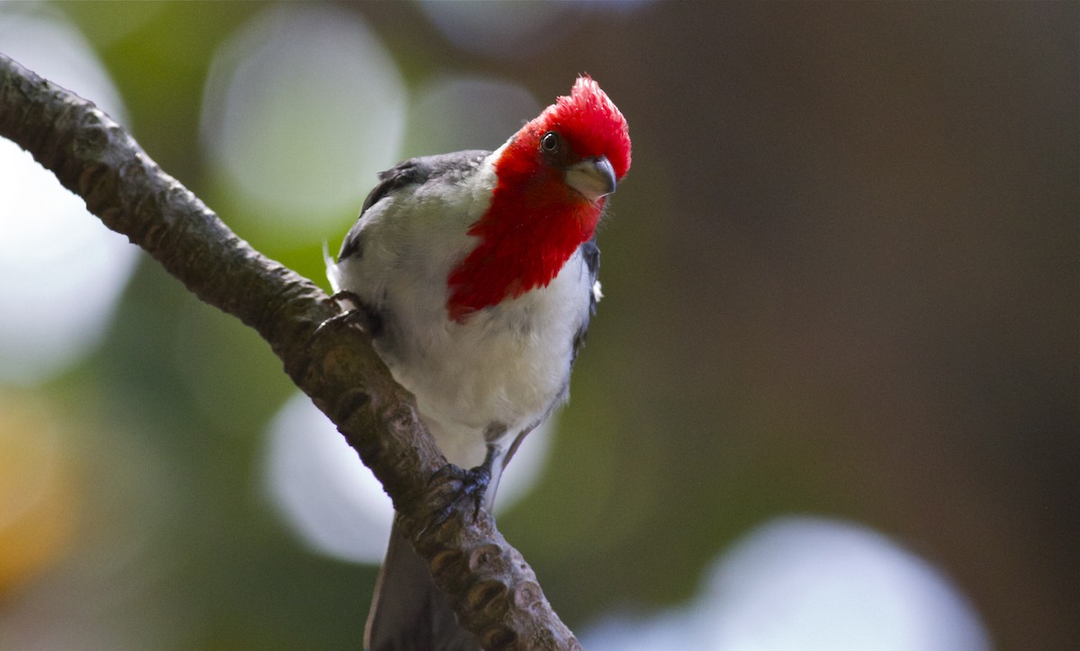 Red-crested Cardinal - Chris Thomas