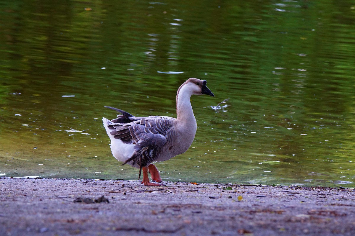 Swan Goose (Domestic type) - ML279562961