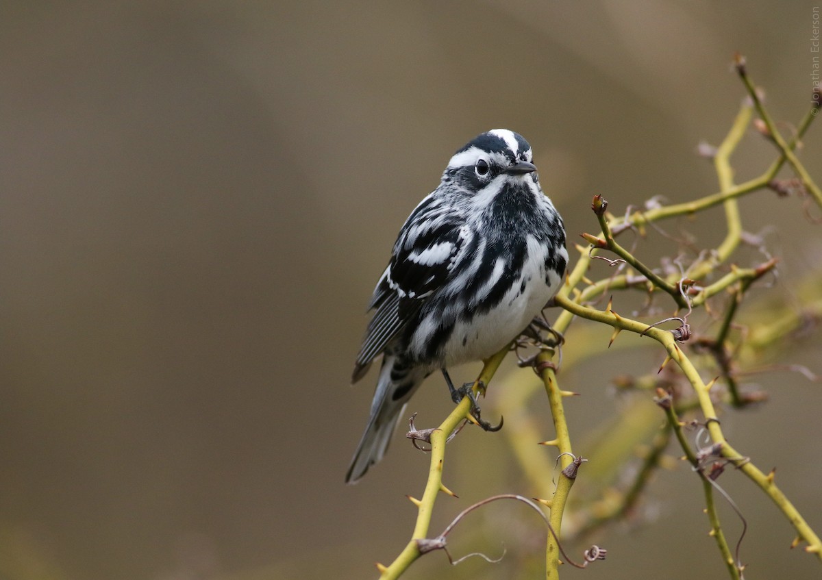 Black-and-white Warbler - ML27956451