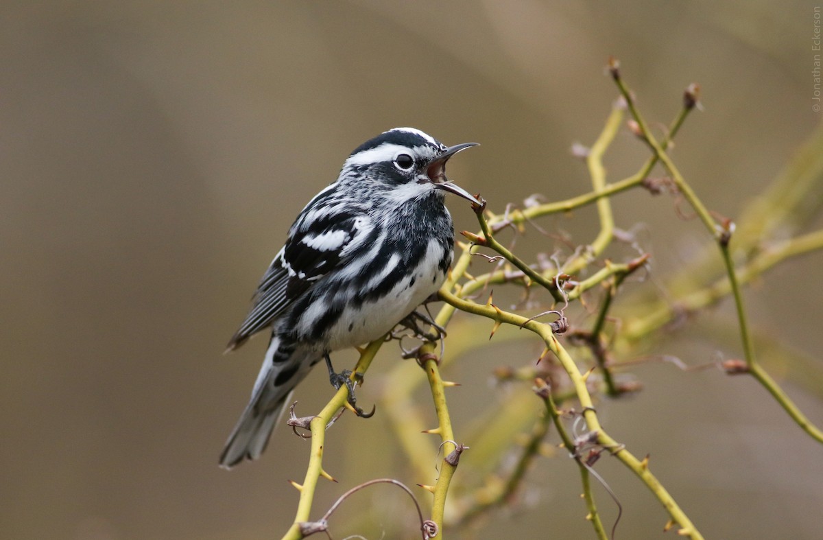 Black-and-white Warbler - ML27956461