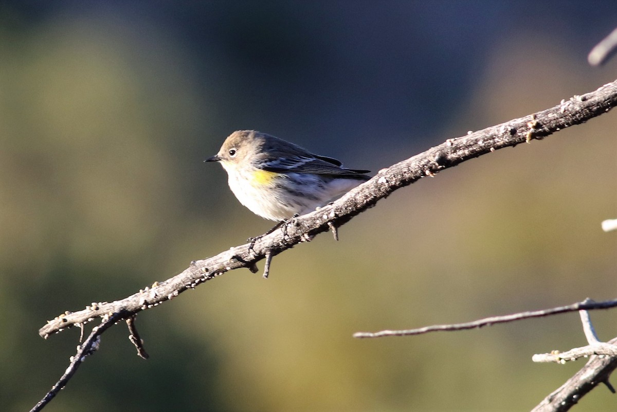 Yellow-rumped Warbler - Brian Berry