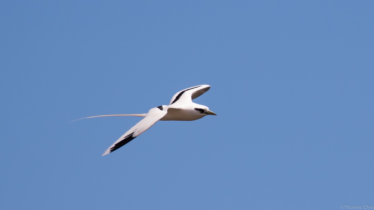 White-tailed Tropicbird - ML279566451