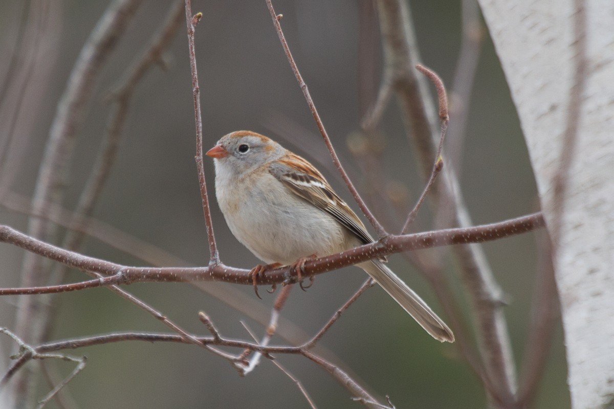 Field Sparrow - Griffin Richards