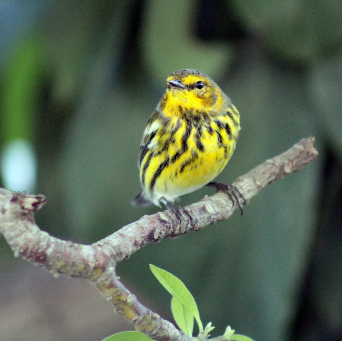 Cape May Warbler - Wency Rosales