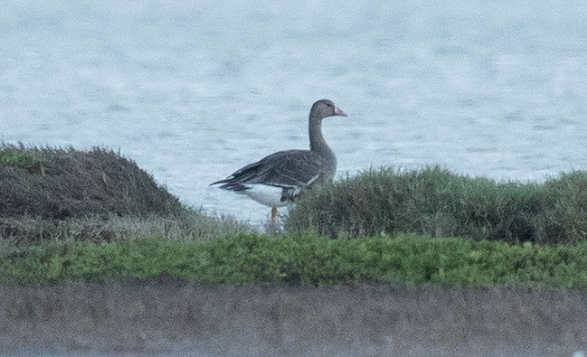 Greater White-fronted Goose - ML279578691