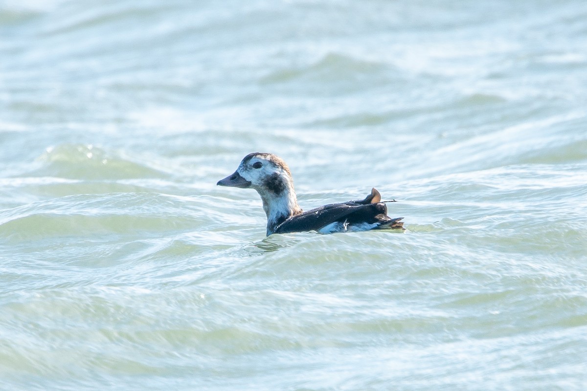 Long-tailed Duck - Michael Nelson