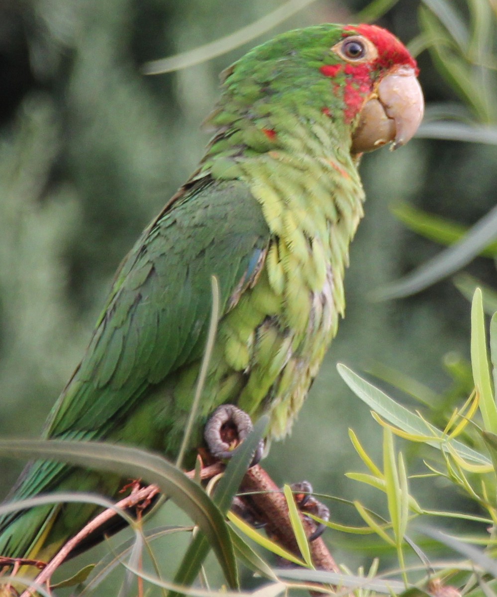 Red-masked Parakeet - Millie and Peter Thomas