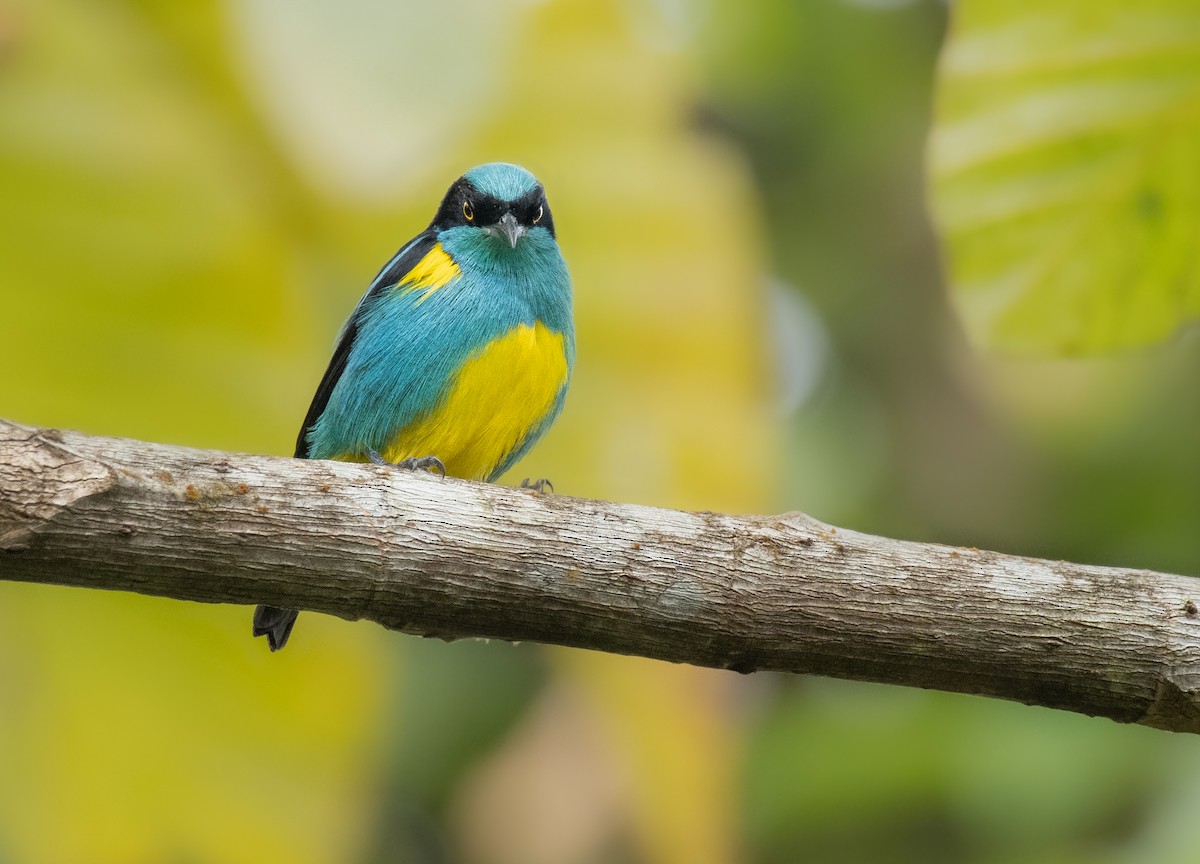 Black-faced Dacnis (Yellow-tufted) - ML279590561