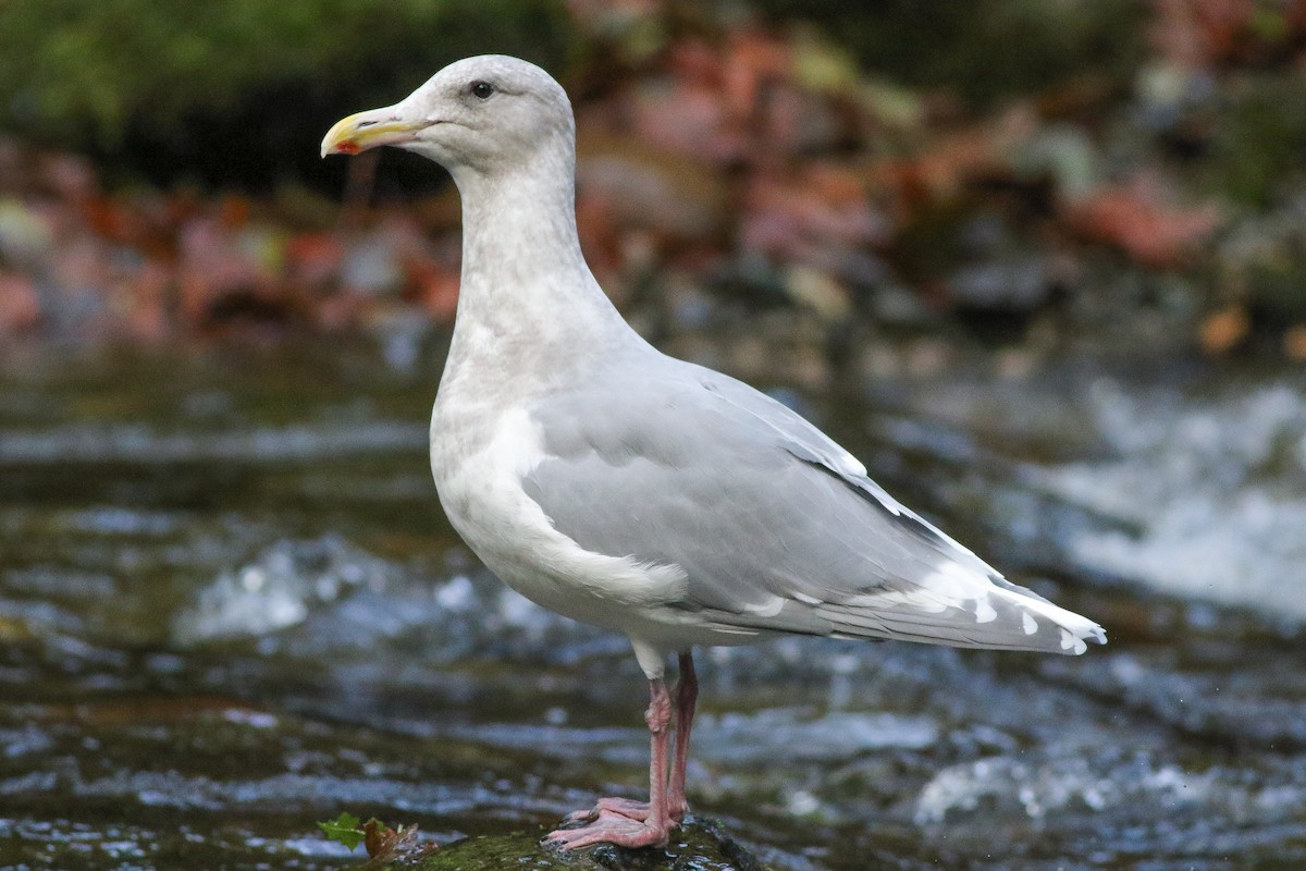 Glaucous-winged Gull - Sean McElaney