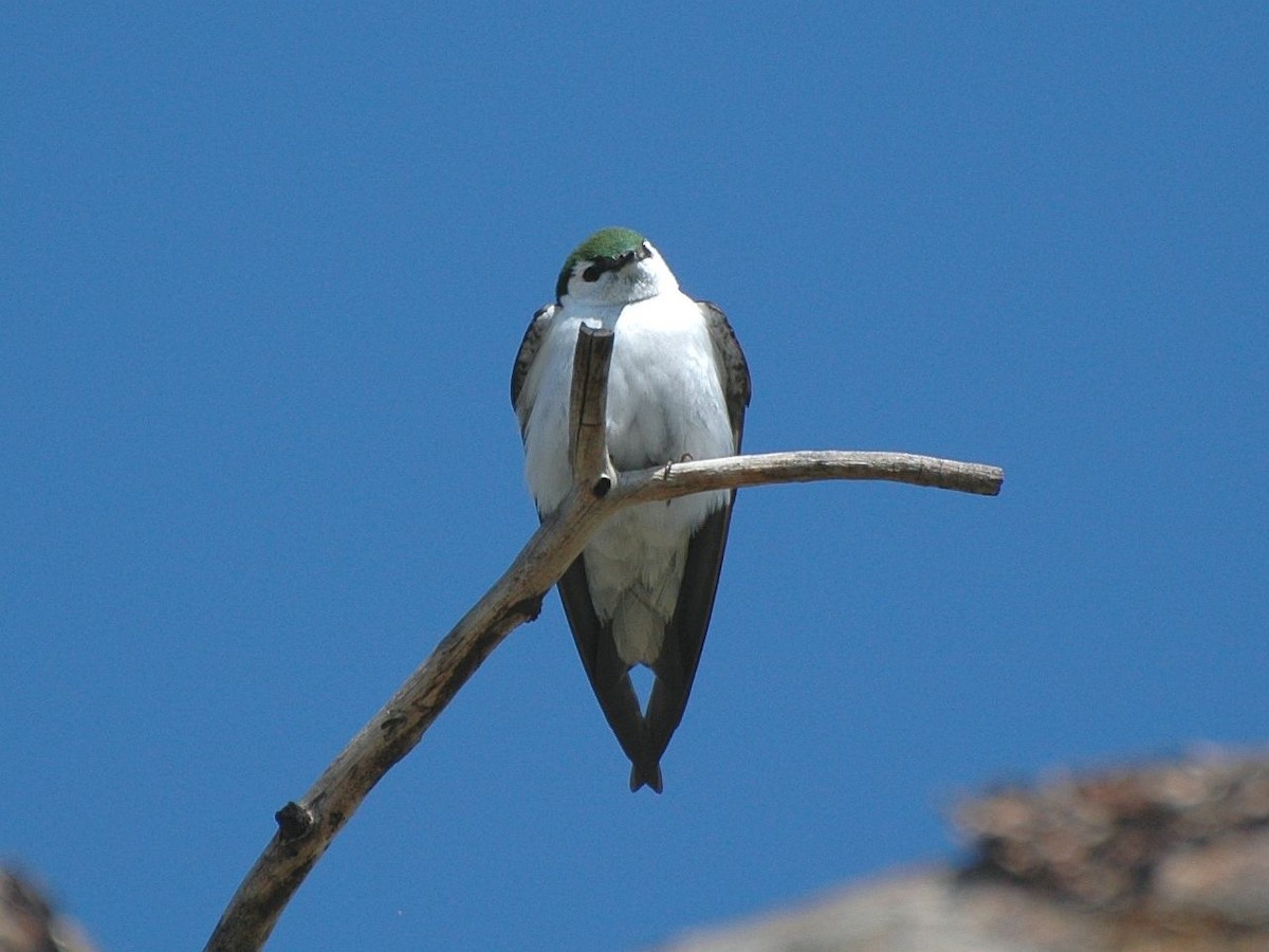 Violet-green Swallow - ML279592991