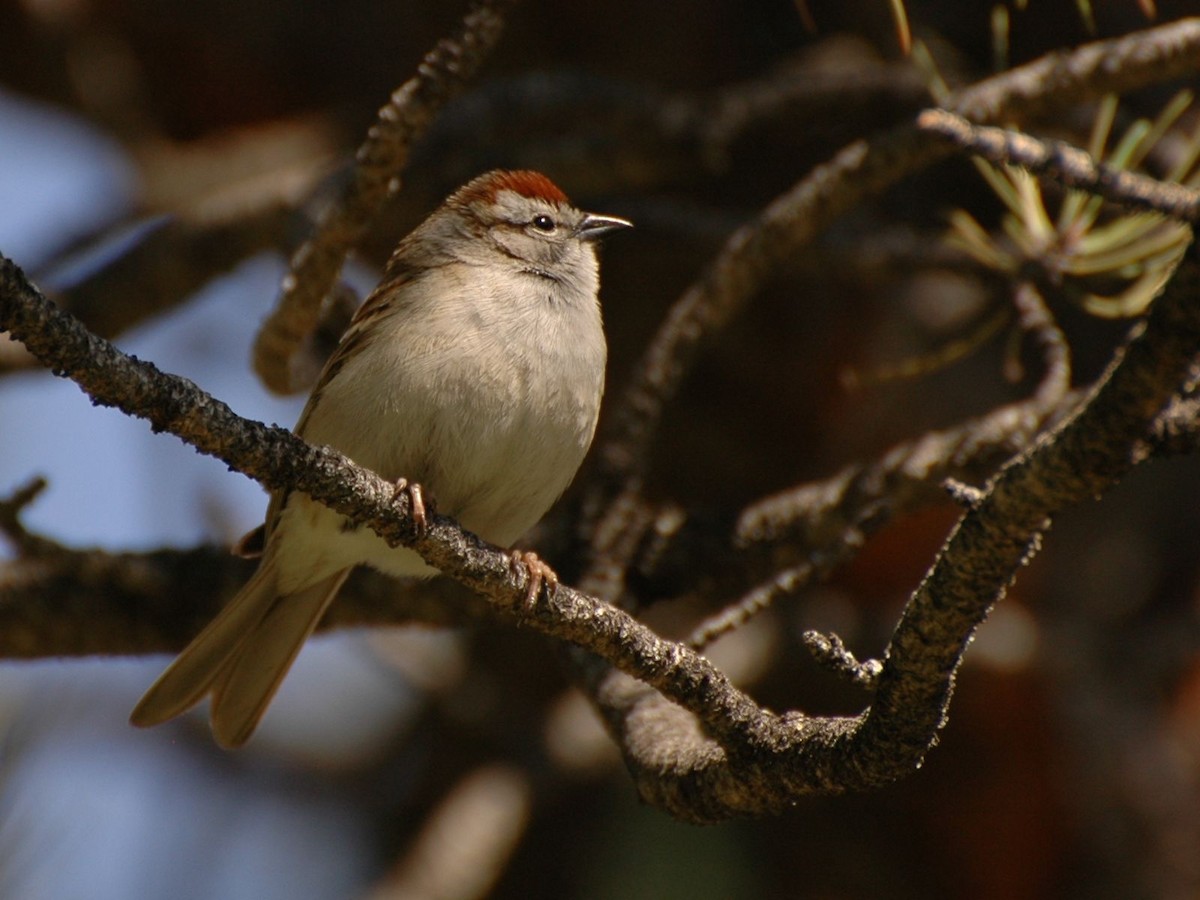Chipping Sparrow - ML279593001