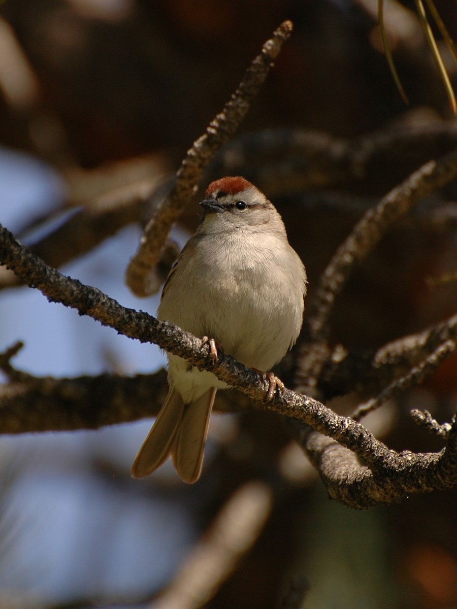 Chipping Sparrow - ML279593011