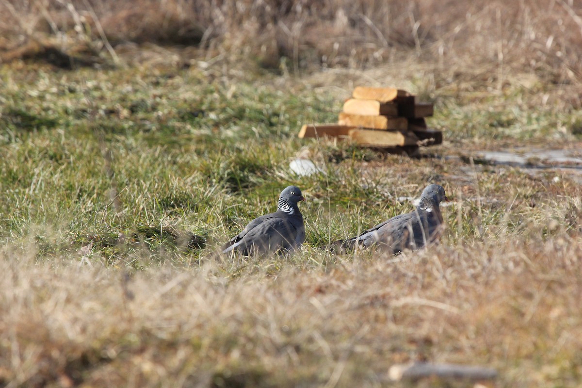 Common Wood-Pigeon - Yury Anisimov