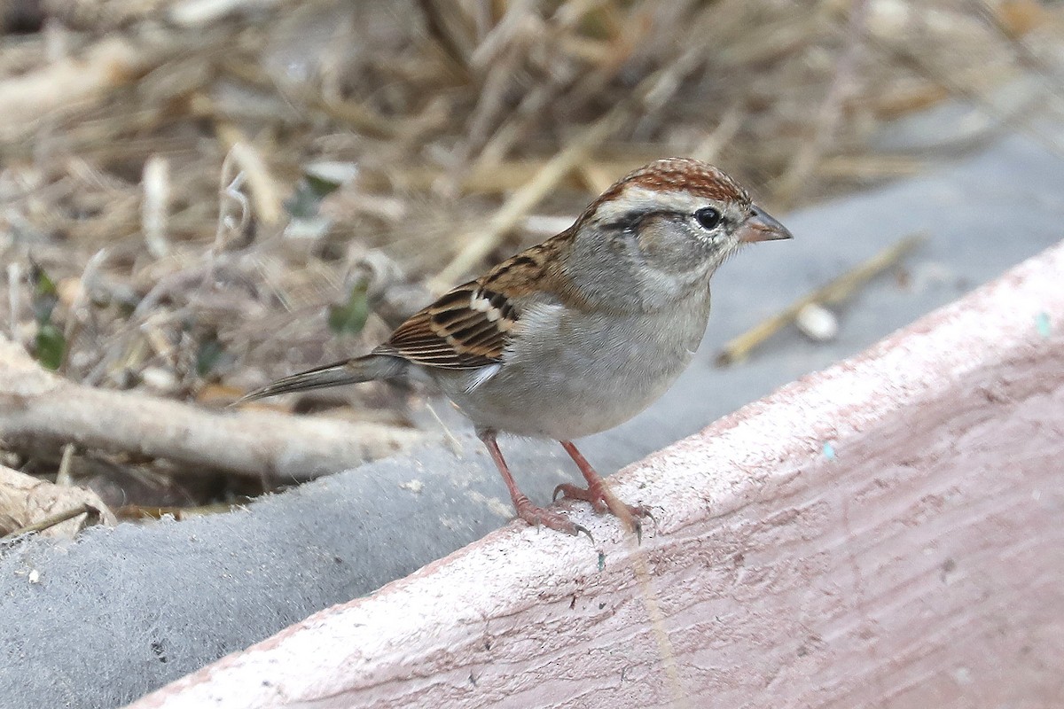 Chipping Sparrow - ML279596271