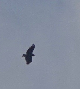 Greater Spotted Eagle - ML279598231