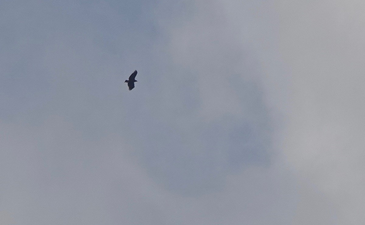 Greater Spotted Eagle - ML279598251