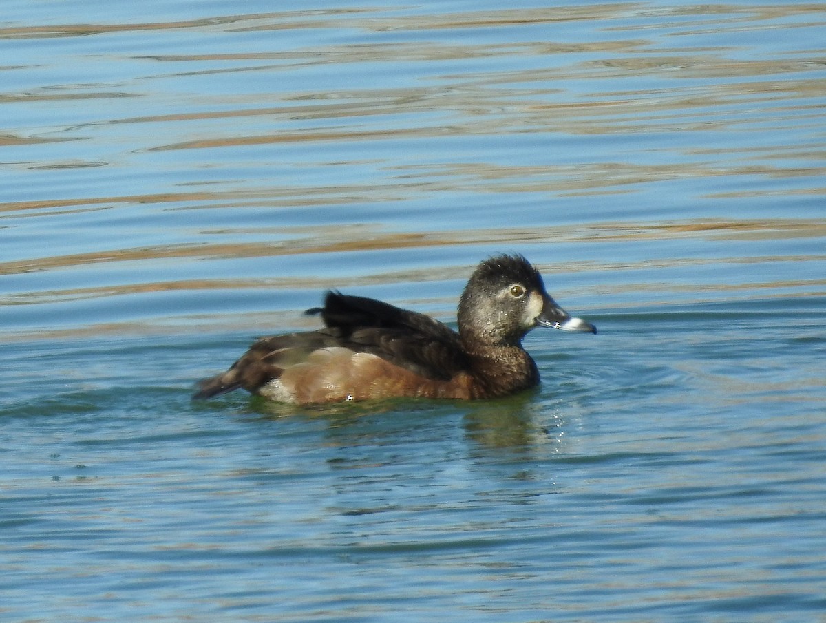 Ring-necked Duck - ML279600941
