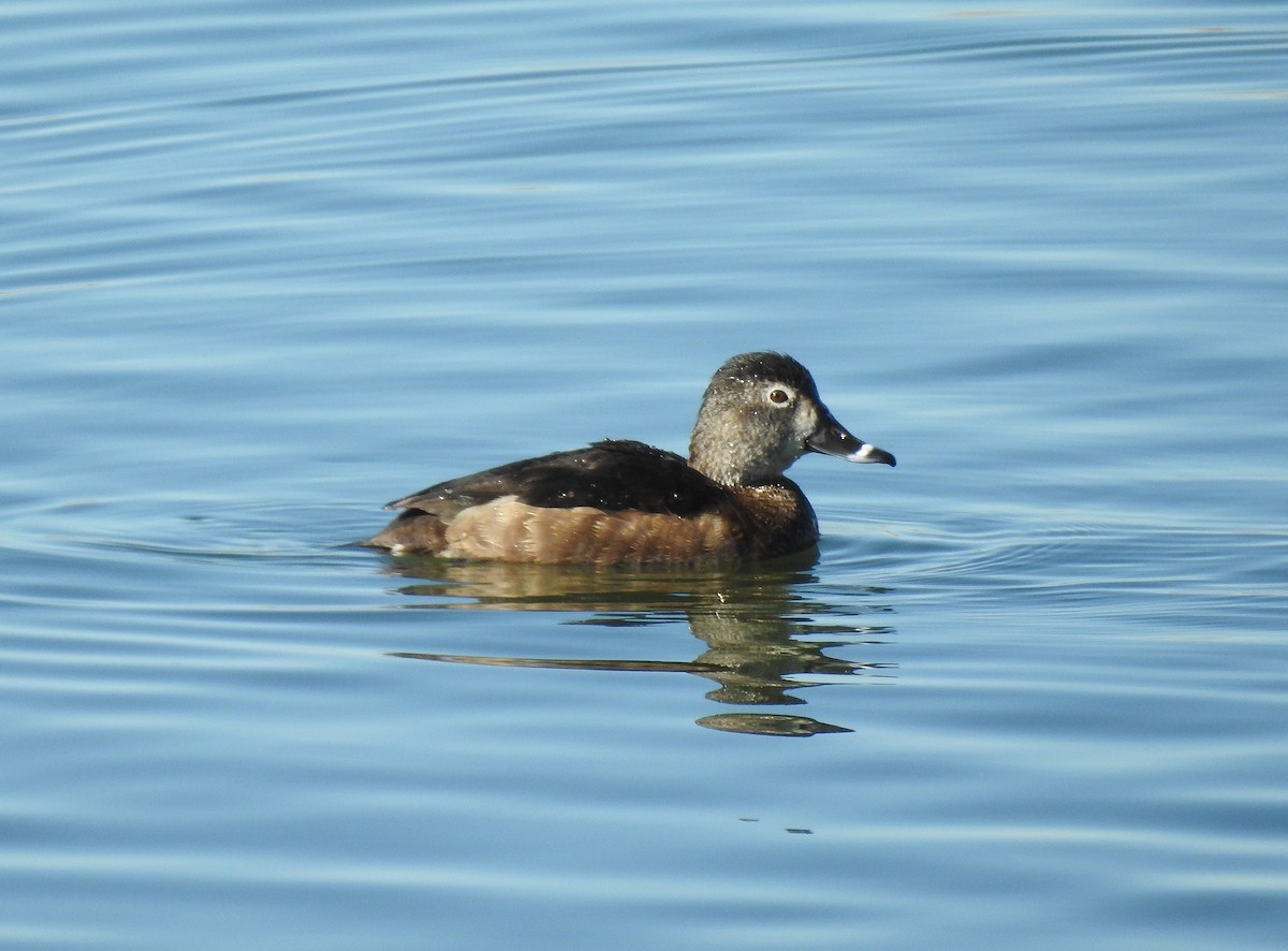 Ring-necked Duck - ML279600951
