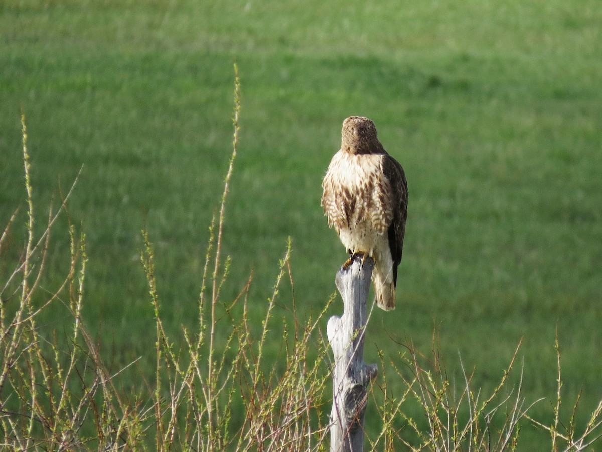 Red-tailed Hawk - ML27960281