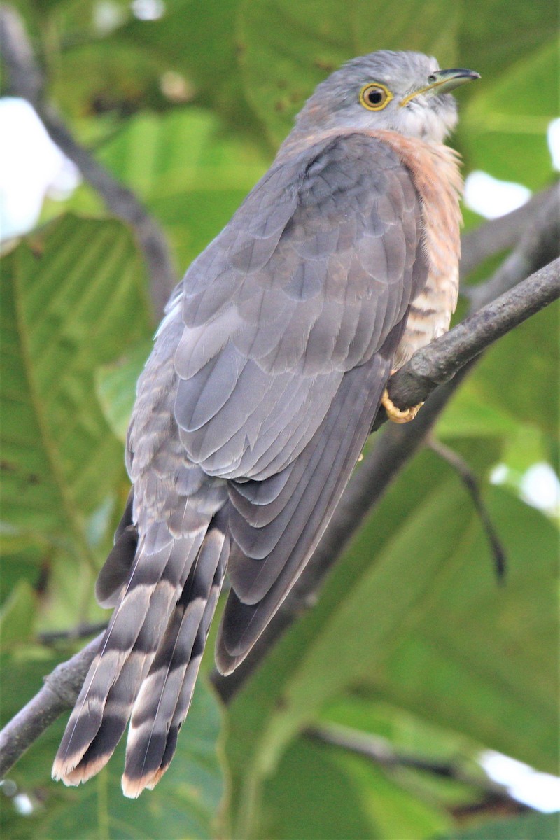 Common Hawk-Cuckoo - ML279610191