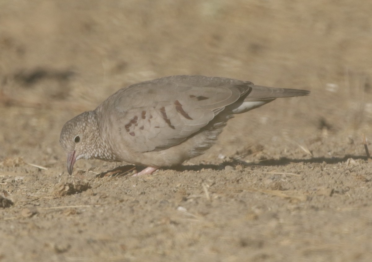 Common Ground Dove - logan kahle