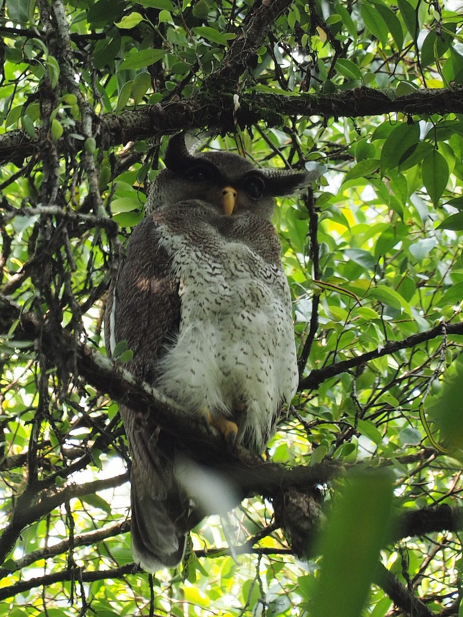 Barred Eagle-Owl - ML279612401