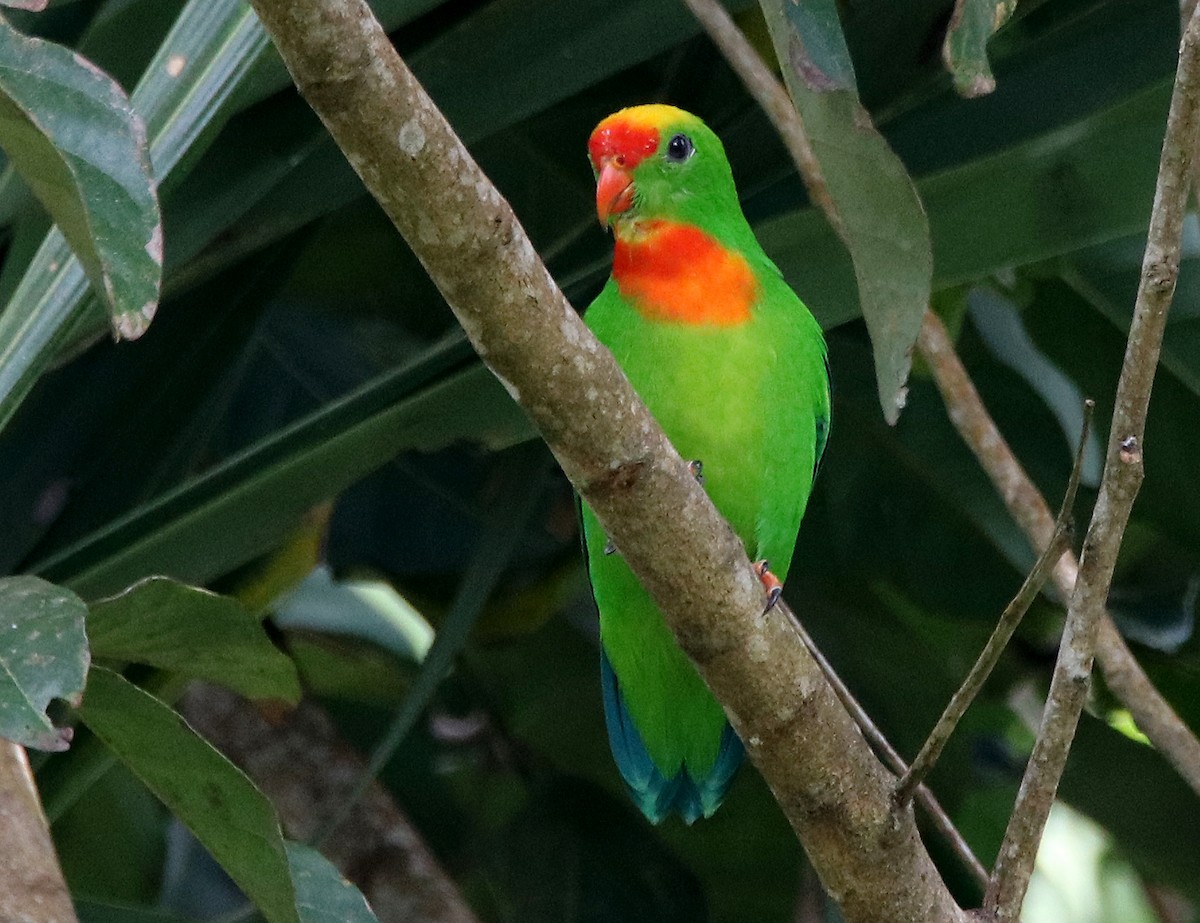 Philippine Hanging-Parrot - Chris Chafer